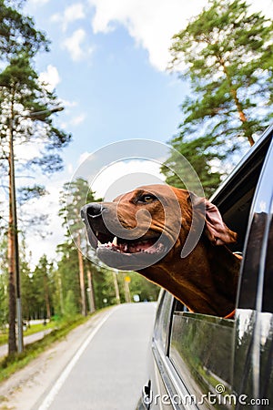 Ridgeback dog enjoying ride in car looking out of window Stock Photo