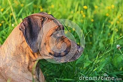 Ridgeback- hound dog Stock Photo