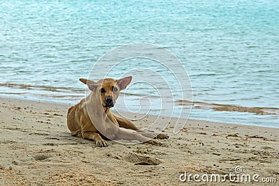 Ridgeback Phu Quoc dog on the island beach. Dog Phu Quoc. Vietnam. Natural background Stock Photo