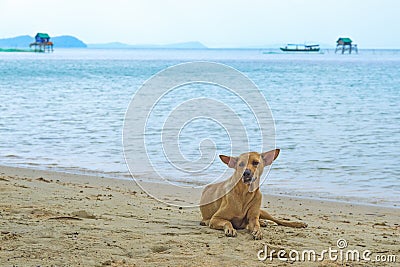 Ridgeback Phu Quoc dog on the island beach. Dog Phu Quoc. Vietnam. Natural background Stock Photo