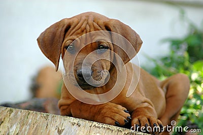 Ridgeback puppy Stock Photo