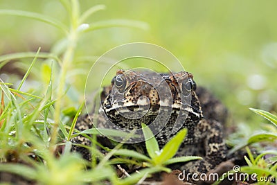 Ridged Toad front face Duttaphrynus parietalis, Maharashtra Stock Photo