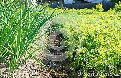 Ridges in the garden with onions and carrots Stock Photo