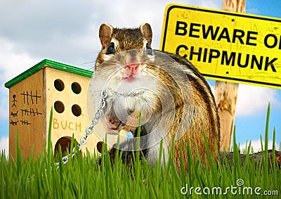 Ridiculous malicious chipmunk Stock Photo