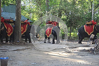 Riding elephant service for look around the Bayon temple Editorial Stock Photo