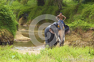 Riding an elephant Editorial Stock Photo