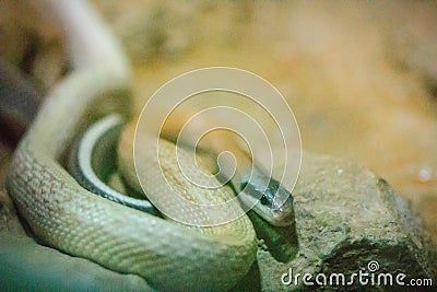 Ridley's beauty snake, cave dwelling ratsnake, cave racer (Orthr Stock Photo