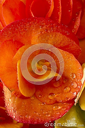 Rieger Begonia Flower Wet Stock Photo