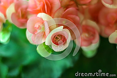 Rieger Begonia Flowers in thailand Stock Photo