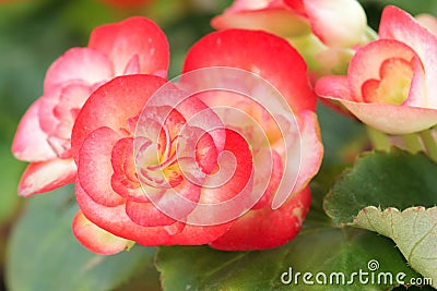 Rieger begonias Stock Photo