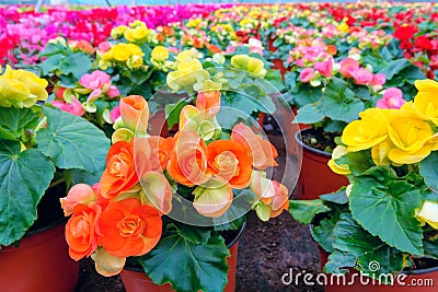 Rieger begonias Stock Photo