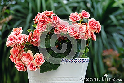 Rieger begonias Stock Photo