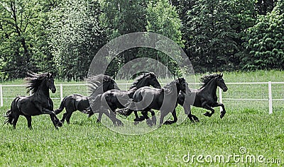 Galloping herd of friesian mares Stock Photo