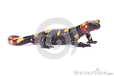 Rif mountain fire salamander,Salamandra algira splendens Stock Photo