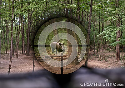 Wild hog seen through rifle scope Stock Photo