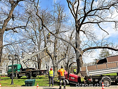 Riga city park maintenance services take care of city trees by cutting branches Editorial Stock Photo