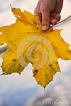 Hand holds wet yellow maple leaf closeup Stock Photo