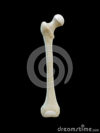 Right human femur bone, Anterior view, black background, 3d rendering Cartoon Illustration