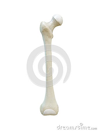 Right human femur bone, Anterior view, white background, 3d rendering Cartoon Illustration