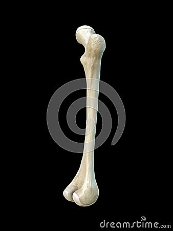 Right human femur bone, black background, 3d rendering Cartoon Illustration