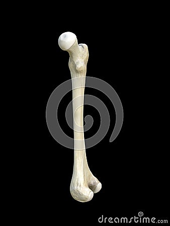 Right human femur bone, Bone structure medical educational science, black background, 3d rendering Cartoon Illustration