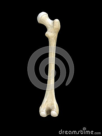 Right human femur bone, posterior view, bone anatomy, black background, 3d rendering Cartoon Illustration