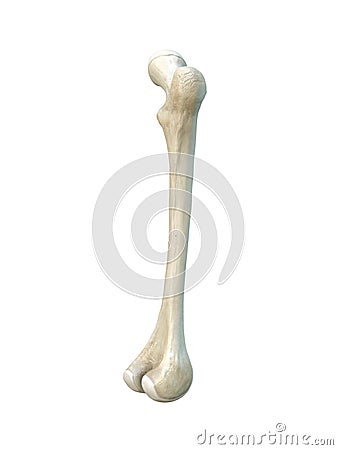 Right human femur bone, white background, 3d rendering Cartoon Illustration