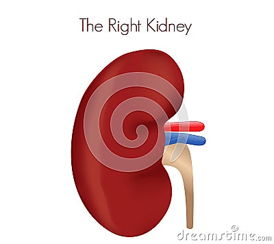 Right kidney transplant. Vector Illustration
