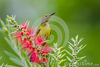 Right side of Plain Sunbird(Anthreptes simplex) Stock Photo