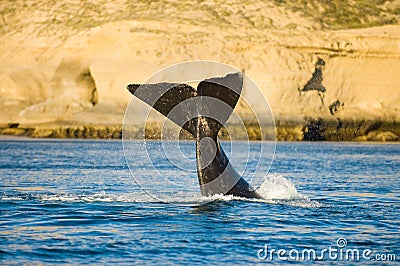 Right whale, Patagonia. Stock Photo
