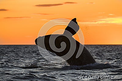 Right Whale, Patagonia , Argentina Stock Photo