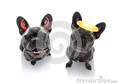 Right and wrong dogs Stock Photo