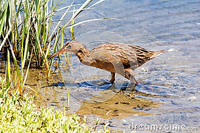 Rigway`s Rail bird aka Rallus obsoletus at bird sanctuary in Orange County California. Stock Photo