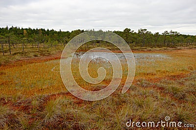 Riisa path on Sooma swamp Stock Photo