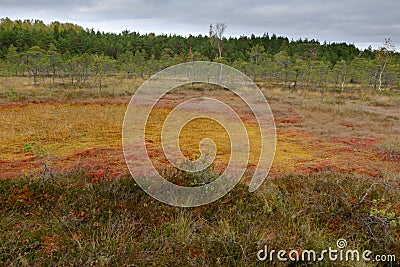 Riisa path on Sooma swamp Stock Photo