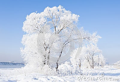 Rime Stock Photo