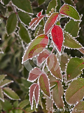 Rime covered leafs Stock Photo