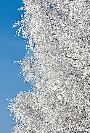 Rimed branches of tree Stock Photo