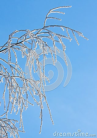 Rimed branches of tree Stock Photo