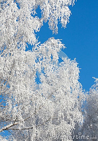 Rimed branches of trees Stock Photo