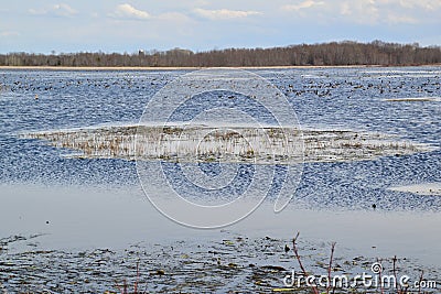 Ring of aquatic vegetation and large flock of Canada Geese (Branta canadensis) at Tiny Marsh Stock Photo