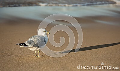 Ring Bill Gull on the Beach at Sunset Lake Michigan Stock Photo