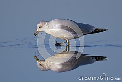 Ring-billed Gull Stock Photo