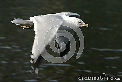 Ring-billed Gull Stock Photo