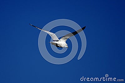 A Ring-Billed Gull Gliding in a Cloudless Sky Stock Photo