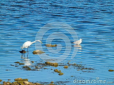 Ring-Billed Gull and Great Egret Birds as They Stand in Shallow Lake Water Stock Photo