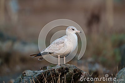 Ring billed gull reasting at seaside Stock Photo