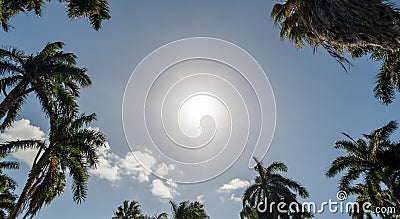 The ring of coconut palm tree tops in Jamaica encircle bright sun Stock Photo