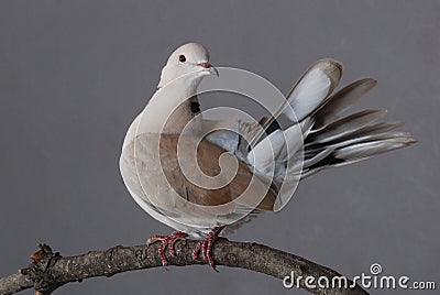 Ring-necked dove, male Stock Photo