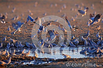 Ring-necked dove, Streptopelia capicola, also known as the Cape turtle dove, Kgalagadi, South Africa. Bird from African sand Stock Photo